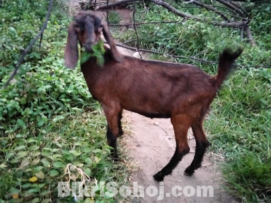 পাঠা ও পাঠি বাচ্চা ছাগল বিক্রি